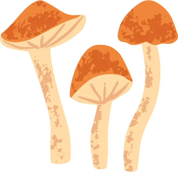 champignons mushrooms 4