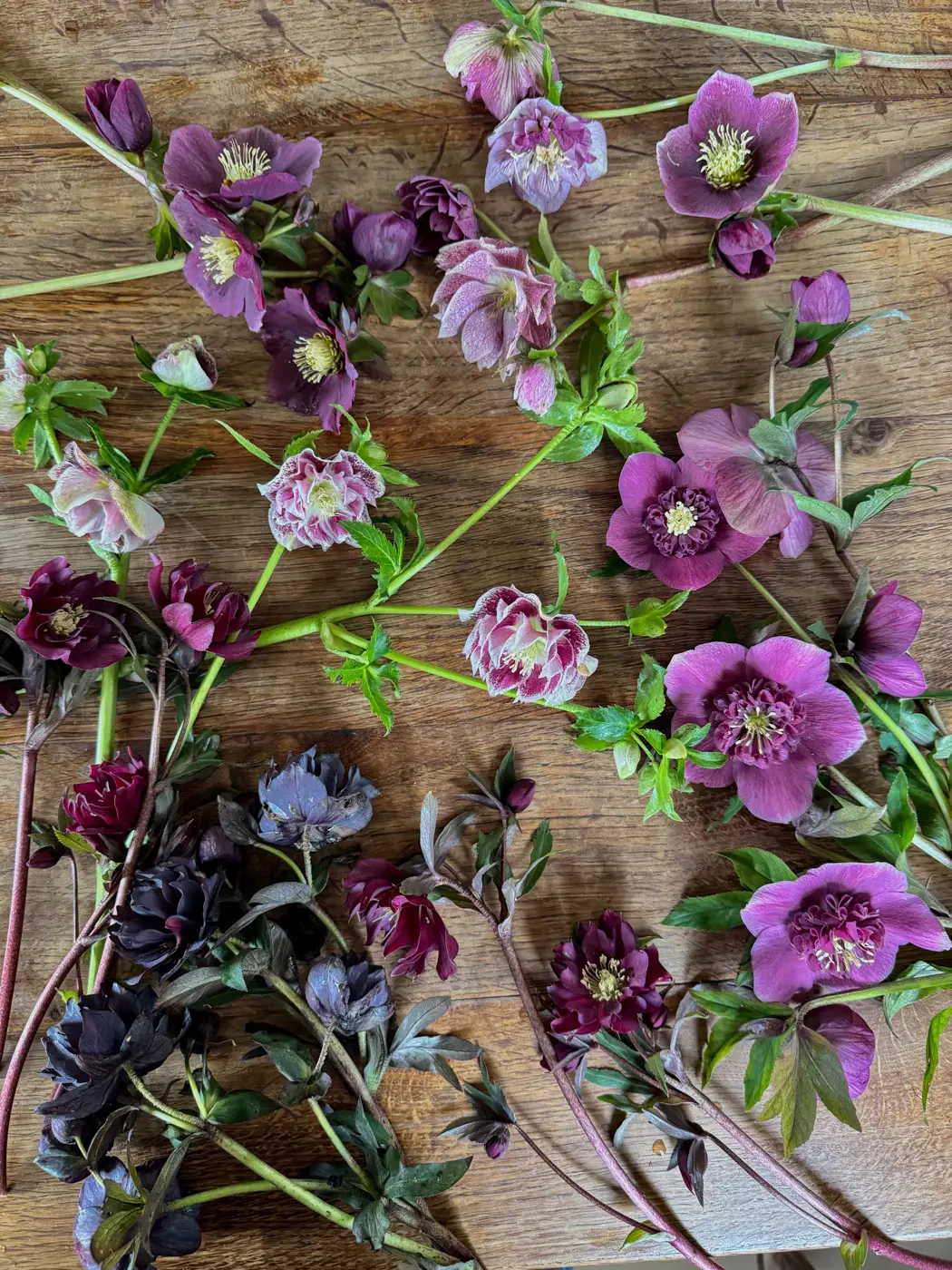 beau bouquet hellebores flowers-04